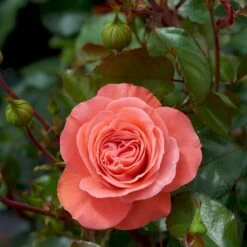 'Schackenborg'™ Rosa X 'Schackenborg'™ (Slotsrose) A-Kvalitet,- Barrods Roser Min. 3 Grene -Plantetorvet p333 51852 rosa x schackenborg slotsrose 57c4