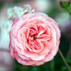 'Schackenborg'™ Rosa X 'Schackenborg'™ (Slotsrose) A-Kvalitet,- Barrods Roser Min. 3 Grene -Plantetorvet p333 51855 rosa x schackenborg slotsrose 3735