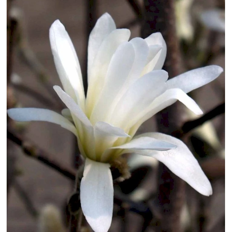 Magnolia 'Wildcat' Magnolia X Loebneri 'Wildcat' 100-125 cm, potte 12 liter Magnolia 'Wildcat' Magnolia X Loebneri 'Wildcat' 100-125 Cm, Potte 12 Liter -Plantetorvet p33480 41151 magnolia x loebneri wildcat ecc0