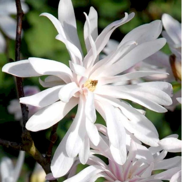 Magnolia 'Wildcat' Magnolia X Loebneri 'Wildcat' 100-125 cm, potte 12 liter Magnolia 'Wildcat' Magnolia X Loebneri 'Wildcat' 100-125 Cm, Potte 12 Liter -Plantetorvet p33480 41152 magnolia x loebneri wildcat 2048