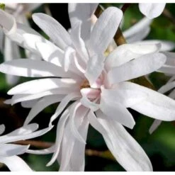 Magnolia 'Wildcat' Magnolia X Loebneri 'Wildcat' 100-125 Cm, Potte 12 Liter 4 Magnolia 'Wildcat' Magnolia X Loebneri 'Wildcat' 100-125 Cm, Potte 12 Liter -Plantetorvet p33480 41154 magnolia x loebneri wildcat edc7