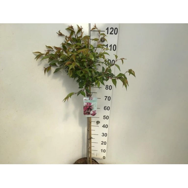 Japansk Bjergkirsebær 'Okame' Prunus 'Okame' Opstammet 90 cm. 7,5 liter potte Japansk Bjergkirsebær 'Okame' Prunus 'Okame' Opstammet 90 Cm. 7,5 Liter Potte -Plantetorvet p33491 34555 prunus okame b353