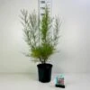 Tamarisk Tamarix Tetandra Potte 6,5 Liter 60-80 Cm. 1 Tamarisk Tamarix Tetandra Potte 6,5 Liter 60-80 Cm. -Plantetorvet p33518 42371 tamarix tetandra 5f48