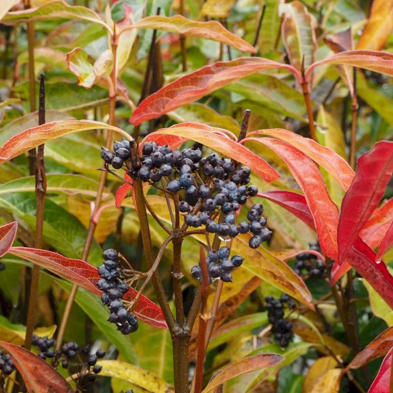 Kongebusk 'Splendid Choiz' Viburnum Nudum 'Splendid Choiz' 5 liter Kongebusk 'Splendid Choiz' Viburnum Nudum 'Splendid Choiz' 5 Liter -Plantetorvet p33523 53292 viburnum nudum splendid choiz a1f5