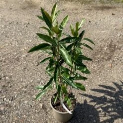 Kongebusk 'Splendid Choiz' Viburnum Nudum 'Splendid Choiz' 5 Liter 4 Kongebusk 'Splendid Choiz' Viburnum Nudum 'Splendid Choiz' 5 Liter -Plantetorvet p33523 53293 viburnum nudum splendid choiz 0880