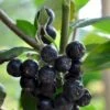 Storfrugtet Surbær 'Viking' Aronia Melanocarpa 'Viking' Potte 3,0 Liter,- Opbundet 2 Storfrugtet Surbær 'Viking' Aronia Melanocarpa 'Viking' Potte 3,0 Liter,- Opbundet -Plantetorvet p33566 48516 aronia melanocarpa viking 1b04