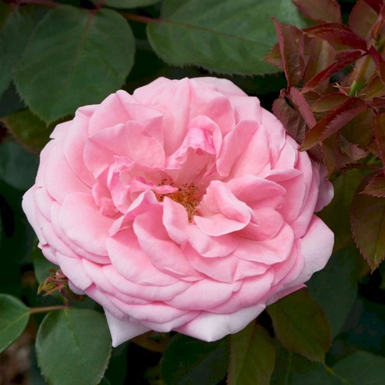 'Sofiero'™ Rosa X 'Sofiero'™ (Slotsrose) A-Kvalitet,- barrods roser min. 3 grene 'Sofiero'™ Rosa X 'Sofiero'™ (Slotsrose) A-Kvalitet,- Barrods Roser Min. 3 Grene -Plantetorvet p337 51858 rosa x sofiero slotsrose 71bf