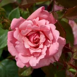 'Sofiero'™ Rosa X 'Sofiero'™ (Slotsrose) A-Kvalitet,- Barrods Roser Min. 3 Grene 4 'Sofiero'™ Rosa X 'Sofiero'™ (Slotsrose) A-Kvalitet,- Barrods Roser Min. 3 Grene -Plantetorvet p337 51859 rosa x sofiero slotsrose c8a5
