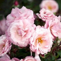 'Sofiero'™ Rosa X 'Sofiero'™ (Slotsrose) A-Kvalitet,- Barrods Roser Min. 3 Grene 5 'Sofiero'™ Rosa X 'Sofiero'™ (Slotsrose) A-Kvalitet,- Barrods Roser Min. 3 Grene -Plantetorvet p337 51860 rosa x sofiero slotsrose 6b49