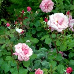 'Sofiero'™ Rosa X 'Sofiero'™ (Slotsrose) A-Kvalitet,- Barrods Roser Min. 3 Grene 6 'Sofiero'™ Rosa X 'Sofiero'™ (Slotsrose) A-Kvalitet,- Barrods Roser Min. 3 Grene -Plantetorvet p337 51861 rosa x sofiero slotsrose dc7b