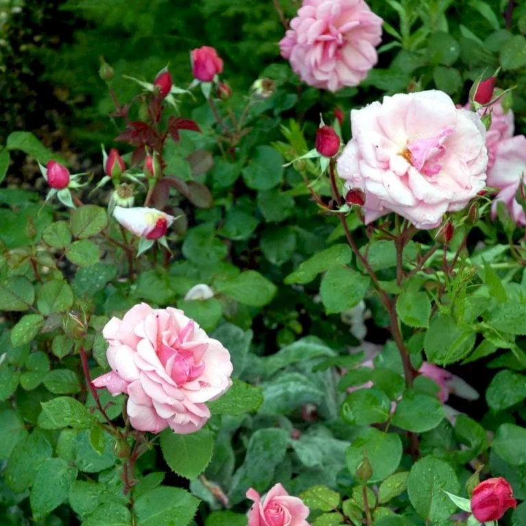 'Sofiero'™ Rosa X 'Sofiero'™ (Slotsrose) A-Kvalitet,- barrods roser min. 3 grene 'Sofiero'™ Rosa X 'Sofiero'™ (Slotsrose) A-Kvalitet,- Barrods Roser Min. 3 Grene -Plantetorvet p337 51861 rosa x sofiero slotsrose dc7b