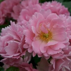 'Sommerwind'® Rosa X 'Sommerwind'® (Buketrose) A-Kvalitet,- Barrods Roser Min. 3 Grene -Plantetorvet p340 53659 rosa x sommerwind buketrose 4603