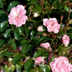 'The Fairy' Rosa X 'The Fairy' (Bunddækkerose) A-Kvalitet,- Barrods Roser Min. 3 Grene -Plantetorvet p343 51732 rosa x the fairy bunddaekkerose 404f