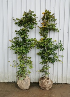 Plantetorvet Færdighæk Bøg - Plantetorvet Færdighæk Bøg - Færdighæk 3 Plantetorvet Færdighæk Bøg - Plantetorvet Færdighæk Bøg - Færdighæk -Plantetorvet p34588 30033 plantetorvet faerdighaek boeg 7e48