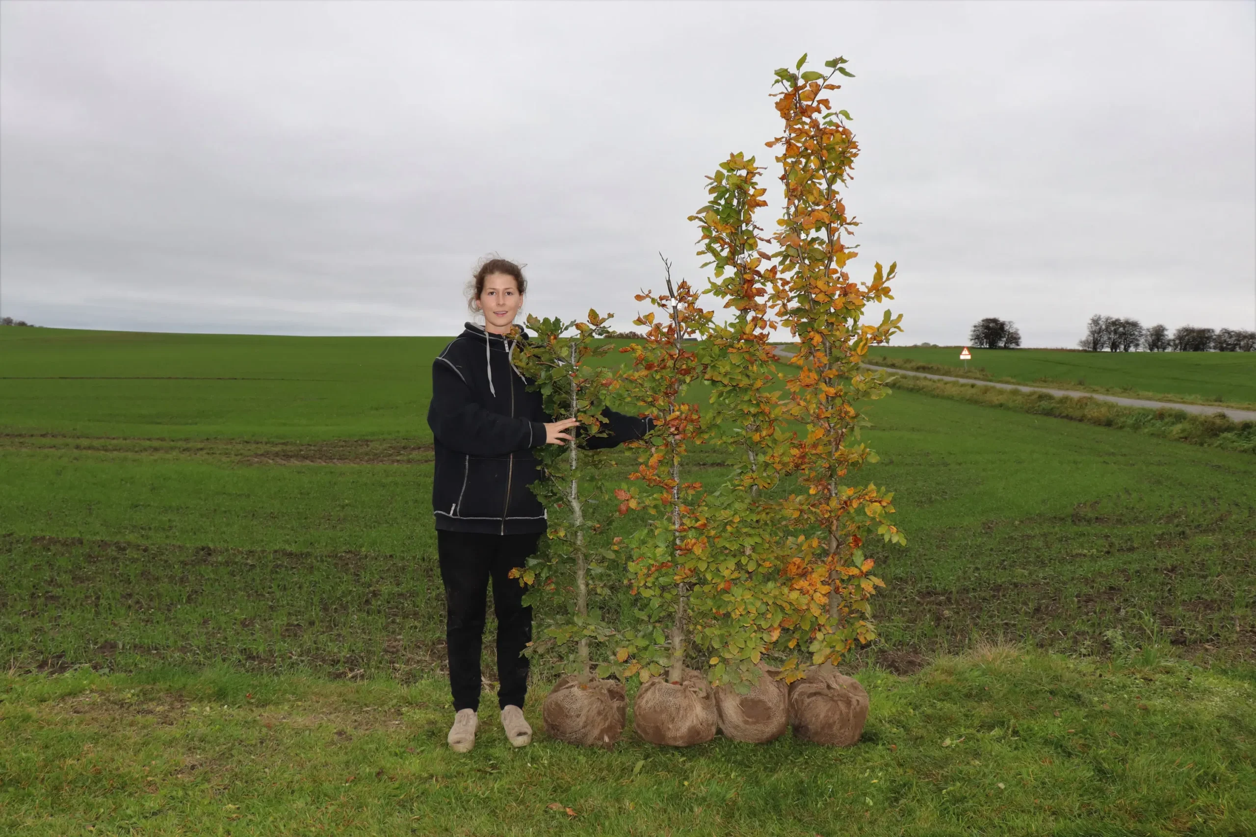Plantetorvet Færdighæk Bøg - Plantetorvet Færdighæk Bøg - Færdighæk Plantetorvet Færdighæk Bøg - Plantetorvet Færdighæk Bøg - Færdighæk -Plantetorvet p34588 30068 plantetorvet faerdighaek boeg c2bd scaled