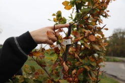 Plantetorvet Færdighæk Bøg - Plantetorvet Færdighæk Bøg - Færdighæk 4 Plantetorvet Færdighæk Bøg - Plantetorvet Færdighæk Bøg - Færdighæk -Plantetorvet p34588 30074 plantetorvet faerdighaek boeg 7539