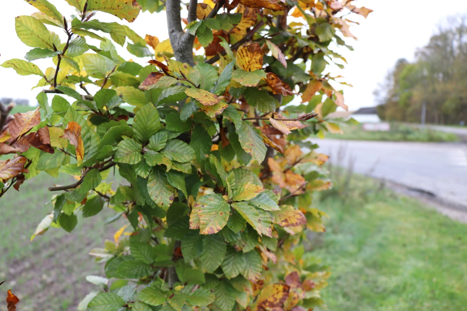 Plantetorvet Færdighæk Bøg - Plantetorvet Færdighæk Bøg - Færdighæk Plantetorvet Færdighæk Bøg - Plantetorvet Færdighæk Bøg - Færdighæk -Plantetorvet p34588 30075 plantetorvet faerdighaek boeg 16b8 scaled