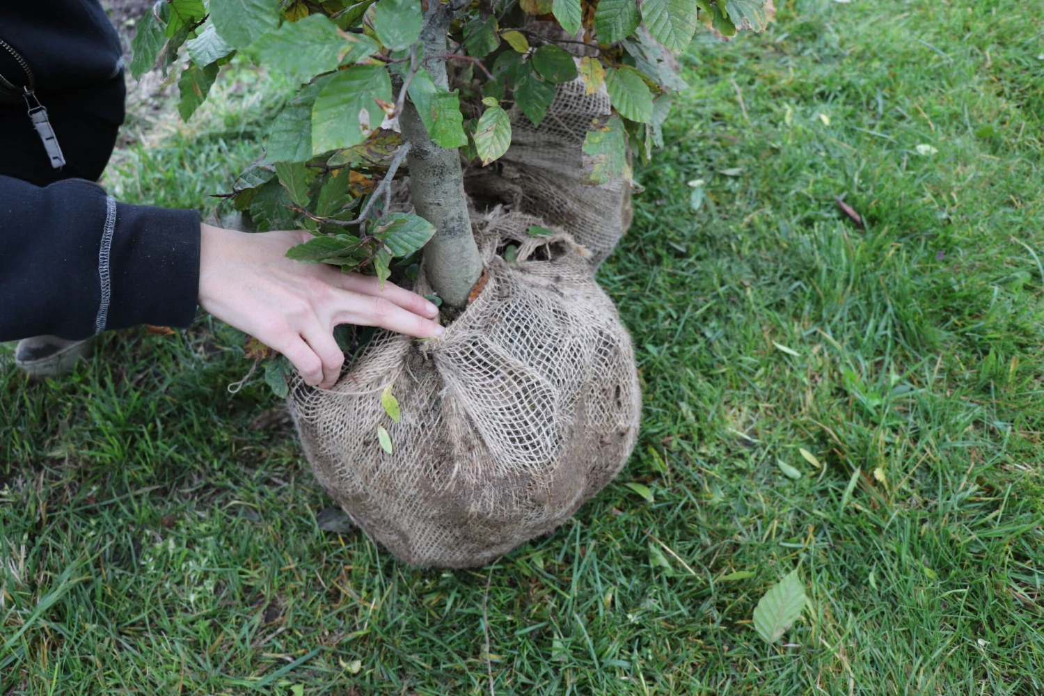 Plantetorvet Færdighæk Bøg - Plantetorvet Færdighæk Bøg - Færdighæk Plantetorvet Færdighæk Bøg - Plantetorvet Færdighæk Bøg - Færdighæk -Plantetorvet p34588 30076 plantetorvet faerdighaek boeg 4ba0 scaled