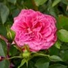 'Topkapi™ Palace'® Rosa X 'Topkapi™ Palace'® (Palacerose) A-Kvalitet,- Barrods Roser Min. 3 Grene 1 'Topkapi™ Palace'® Rosa X 'Topkapi™ Palace'® (Palacerose) A-Kvalitet,- Barrods Roser Min. 3 Grene -Plantetorvet p346 51913 rosa x topkapi palace palacerose b490