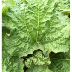 Rabarber 'Victoria' Rheum 'Victoria' (haverabarber) 3,5 Liter Potte