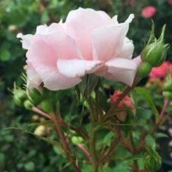 'Jim The Viking'™ Rosa X 'Jim The Viking'™ (Buketrose) A-Kvalitet,- Barrods Roser Min. 3 Grene 5 'Jim The Viking'™ Rosa X 'Jim The Viking'™ (Buketrose) A-Kvalitet,- Barrods Roser Min. 3 Grene -Plantetorvet p34754 51569 rosa x jim the viking buketrose a34a