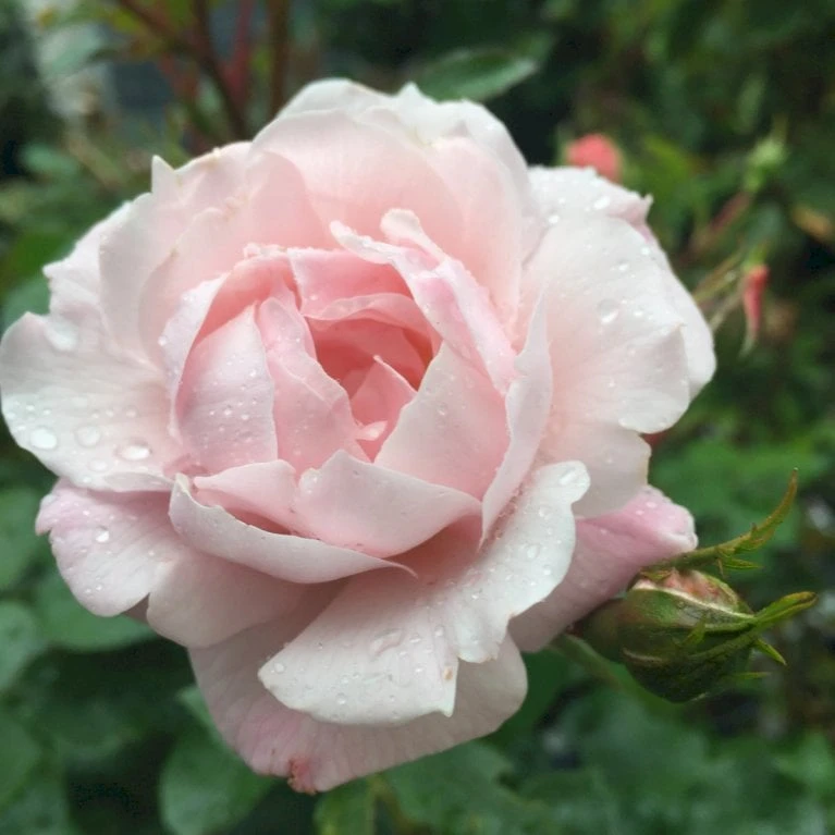 'Jim The Viking'™ Rosa X 'Jim The Viking'™ (Buketrose) A-Kvalitet,- barrods roser min. 3 grene 'Jim The Viking'™ Rosa X 'Jim The Viking'™ (Buketrose) A-Kvalitet,- Barrods Roser Min. 3 Grene -Plantetorvet p34754 51570 rosa x jim the viking buketrose a107