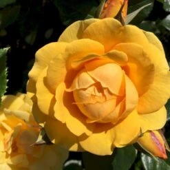 'Friendship Forever'™ Rosa X 'Friendship Forever'™ (Buketrose) A-Kvalitet,- Barrods Roser Min. 3 Grene -Plantetorvet p34756 51483 rosa x friendship forever buketrose 0b1b