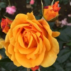 'Friendship Forever'™ Rosa X 'Friendship Forever'™ (Buketrose) A-Kvalitet,- Barrods Roser Min. 3 Grene -Plantetorvet p34756 51484 rosa x friendship forever buketrose 8502