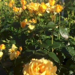 'Friendship Forever'™ Rosa X 'Friendship Forever'™ (Buketrose) A-Kvalitet,- Barrods Roser Min. 3 Grene -Plantetorvet p34756 51485 rosa x friendship forever buketrose 18e1