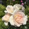 'Inger Forever'™ Rosa X 'Inger Forever'™ (Buketrose) A-Kvalitet,- Barrods Roser Min. 3 Grene 2 'Inger Forever'™ Rosa X 'Inger Forever'™ (Buketrose) A-Kvalitet,- Barrods Roser Min. 3 Grene -Plantetorvet p34757 51554 rosa x inger forever buketrose 70f7