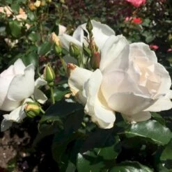 'Inger Forever'™ Rosa X 'Inger Forever'™ (Buketrose) A-Kvalitet,- Barrods Roser Min. 3 Grene -Plantetorvet p34757 51555 rosa x inger forever buketrose 7687