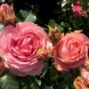 'What A Wonderful World'™ Rosa X 'What A Wonderful World'™ (Buketrose) A-Kvalitet,- Barrods Roser Min. 3 Grene -Plantetorvet p34759 51677 rosa x what a wonderful world buketrose 1db0