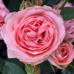 'What A Wonderful World'™ Rosa X 'What A Wonderful World'™ (Buketrose) A-Kvalitet,- Barrods Roser Min. 3 Grene -Plantetorvet p34759 51679 rosa x what a wonderful world buketrose 9ab3