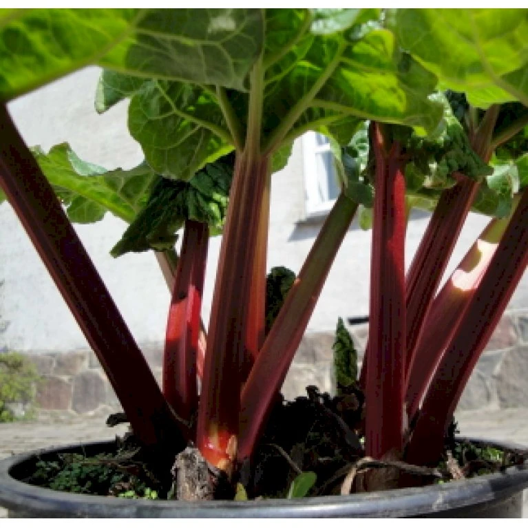 Rabarber 'Sutton Seedless' Rheum 'Sutton Seedless' (vinrabarber) 3,5 liter potte Rabarber 'Sutton Seedless' Rheum 'Sutton Seedless' (vinrabarber) 3,5 Liter Potte -Plantetorvet p34856 34999 rheum rhabarbarum sutton seedless 4772