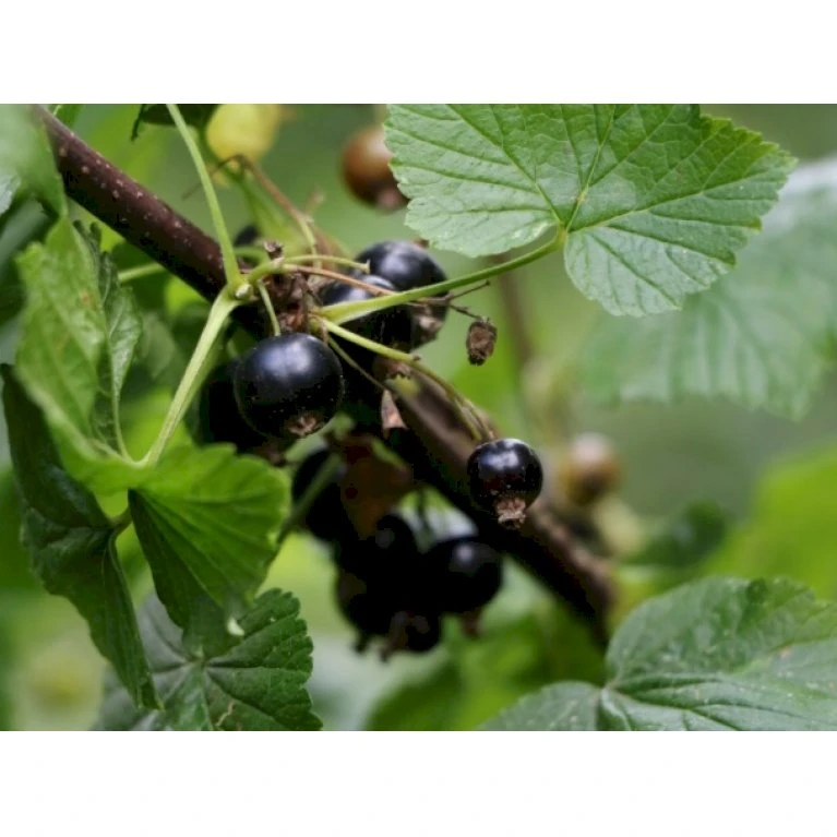 Solbær 'Ben Tron' Ribes Nigrum 'Ben Tron' 3,5 liter potte Solbær 'Ben Tron' Ribes Nigrum 'Ben Tron' 3,5 Liter Potte -Plantetorvet p34888 35088 ribes nigrum ben tron 01df