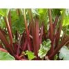 Rabarber 'Frambozen Rood' Rheum 'Frambozen Rood' (jordbærrabarber) 3,5 Liter Potte -Plantetorvet p34899 35079 rheum rhabarbarum frambozen rood 4fbd