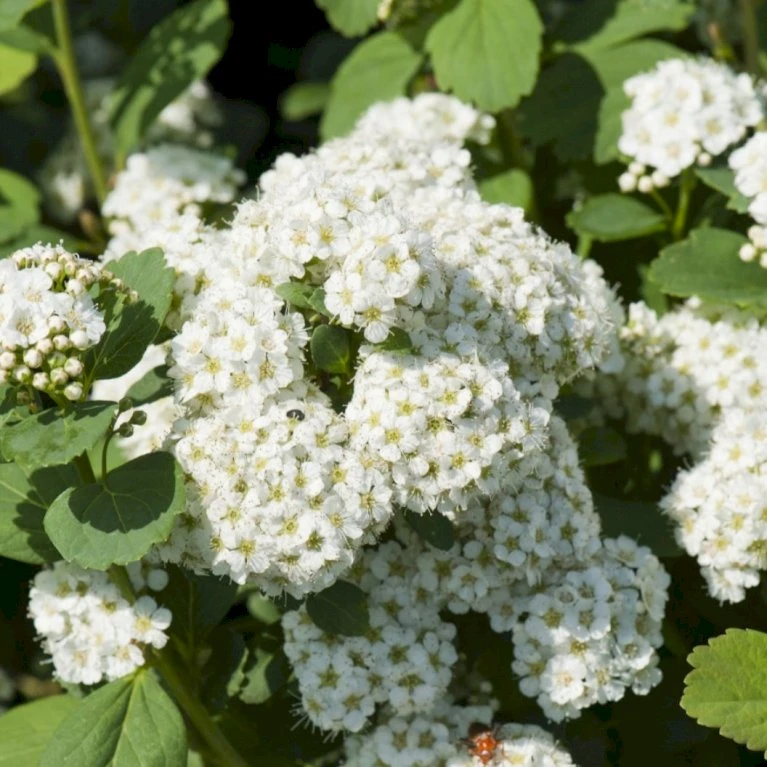 Dværgspiræa 'Thor' Spiraea Betulifolia 'Thor' Plug + 2 år, 15-30 cm. Dværgspiræa 'Thor' Spiraea Betulifolia 'Thor' Plug + 2 år, 15-30 Cm. -Plantetorvet p35014 54098 spiraea betulifolia thor 73d7