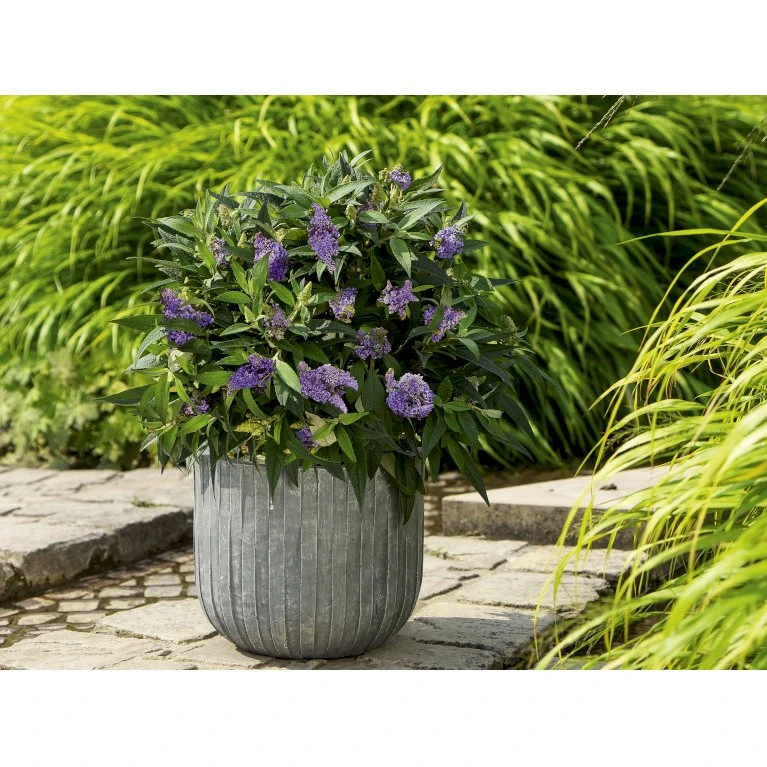 Sommerfuglebusk 'Summer Lounge' ® Lilla Buddleja 'Summer Lounge' ® Lilla 2 Liter potte Sommerfuglebusk 'Summer Lounge' ® Lilla Buddleja 'Summer Lounge' ® Lilla 2 Liter Potte -Plantetorvet p35015 35309 buddleja summer lounge lilla a266