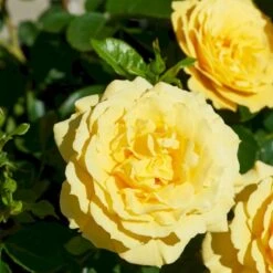 'Viborg'™ Rosa X 'Viborg'™ (Slotsrose) A-Kvalitet,- Barrods Roser Min. 3 Grene