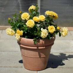 'Viborg'™ Rosa X 'Viborg'™ (Slotsrose) A-Kvalitet,- Barrods Roser Min. 3 Grene -Plantetorvet p350 51878 rosa x viborg slotsrose 0a38