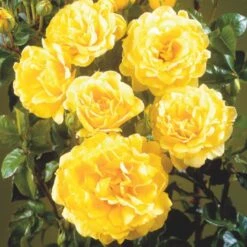 'Viborg'™ Rosa X 'Viborg'™ (Slotsrose) A-Kvalitet,- Barrods Roser Min. 3 Grene -Plantetorvet p350 51880 rosa x viborg slotsrose 24f1