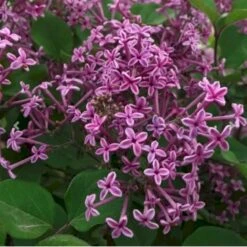 Dværgsyren 'Bloomerang Dark Purple' Syringa Microphylla 'Bloomerang Dark Purple' Opstammet 120 Cm. 7,5 Liter Potte -Plantetorvet p35136 41220 syringa microphylla bloomerang dark purple b3a6