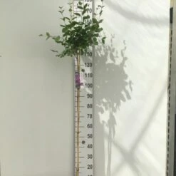 Dværgsyren 'Bloomerang Dark Purple' Syringa Microphylla 'Bloomerang Dark Purple' Opstammet 120 Cm. 7,5 Liter Potte