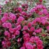 'Viking'® Rosa X 'Viking'® (Bunddækkerose) A-Kvalitet,- Barrods Roser Min. 3 Grene 1 'Viking'® Rosa X 'Viking'® (Bunddækkerose) A-Kvalitet,- Barrods Roser Min. 3 Grene -Plantetorvet p351 51742 rosa x viking bunddaekkerose 088d