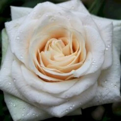 'Ambiente'® Rosa X 'Ambiente'® (Storblomstrende) A-Kvalitet,- Barrods Roser Min. 3 Grene