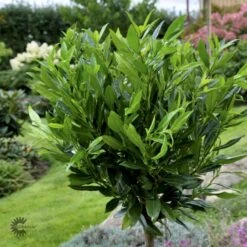 Kirsebærlaurbær 'Otto Luyken' Prunus Laurocerasus 'Otto Luyken' Potte 3,5 Liter 20-30 Cm. -Plantetorvet p3529 47487 prunus laurocerasus otto luyken 50a4