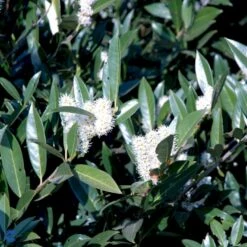 Kirsebærlaurbær 'Otto Luyken' Prunus Laurocerasus 'Otto Luyken' Potte 3,5 Liter 20-30 Cm. -Plantetorvet p3529 47488 prunus laurocerasus otto luyken 99b8