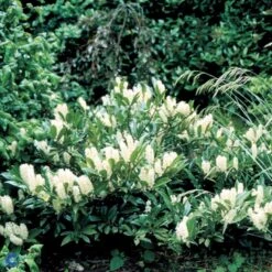 Kirsebærlaurbær 'Otto Luyken' Prunus Laurocerasus 'Otto Luyken' Potte 3,5 Liter 20-30 Cm. -Plantetorvet p3529 47489 prunus laurocerasus otto luyken 4a13
