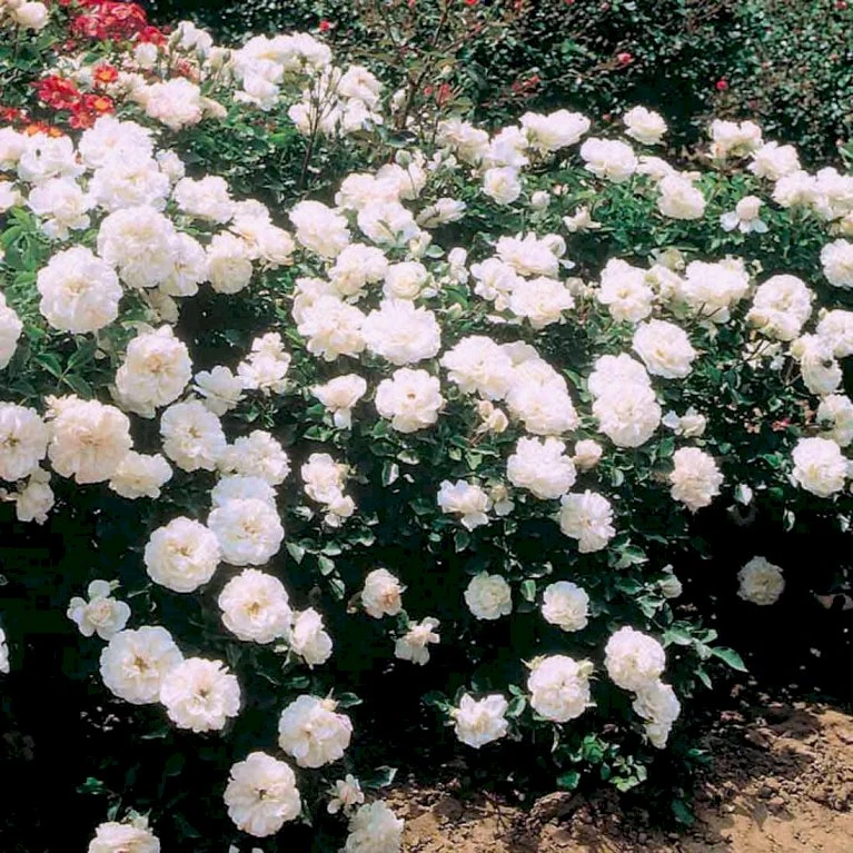 'White Meidiland' Rosa X 'White Meidiland' (Bunddækkerose) A-Kvalitet,- barrods roser min. 3 grene 'White Meidiland' Rosa X 'White Meidiland' (Bunddækkerose) A-Kvalitet,- Barrods Roser Min. 3 Grene -Plantetorvet p352 51750 rosa x white meidiland bunddaekkerose 7f2e