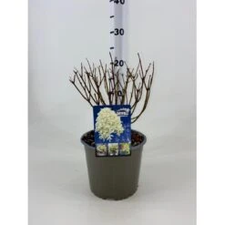 Nye udgivelser 15 Syrénhortensia 'Skyfall' Hydrangea Paniculata 'Skyfall' Potte 3,0 Liter, 20-30 Cm.